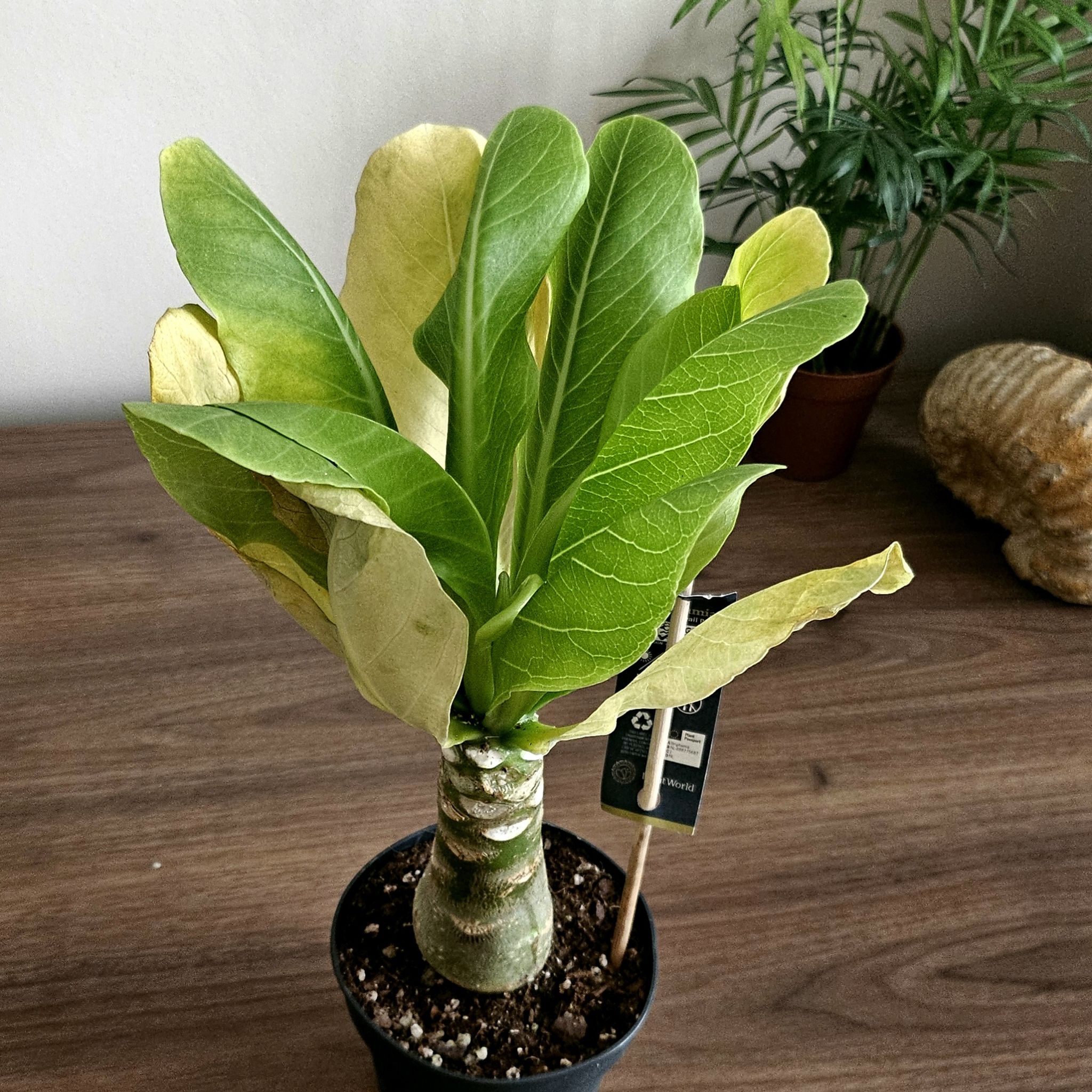 Photo of the plant species Hawaiian Palm by @PropitiousMum named Doja Cat on Greg, the plant care app