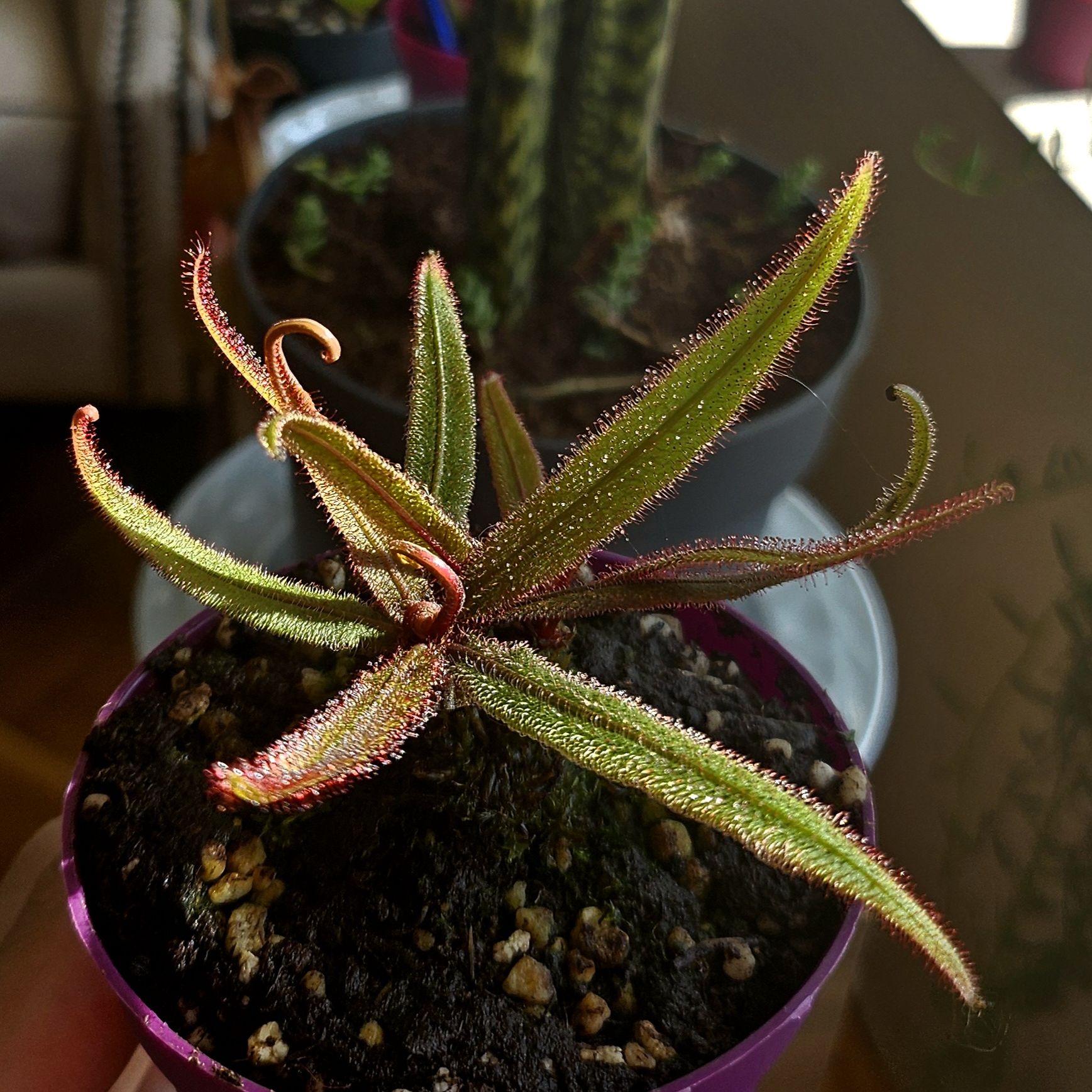 Photo of the plant species Lance-leaved Sundew by @PropitiousMum named Tupot amaroot on Greg, the plant care app