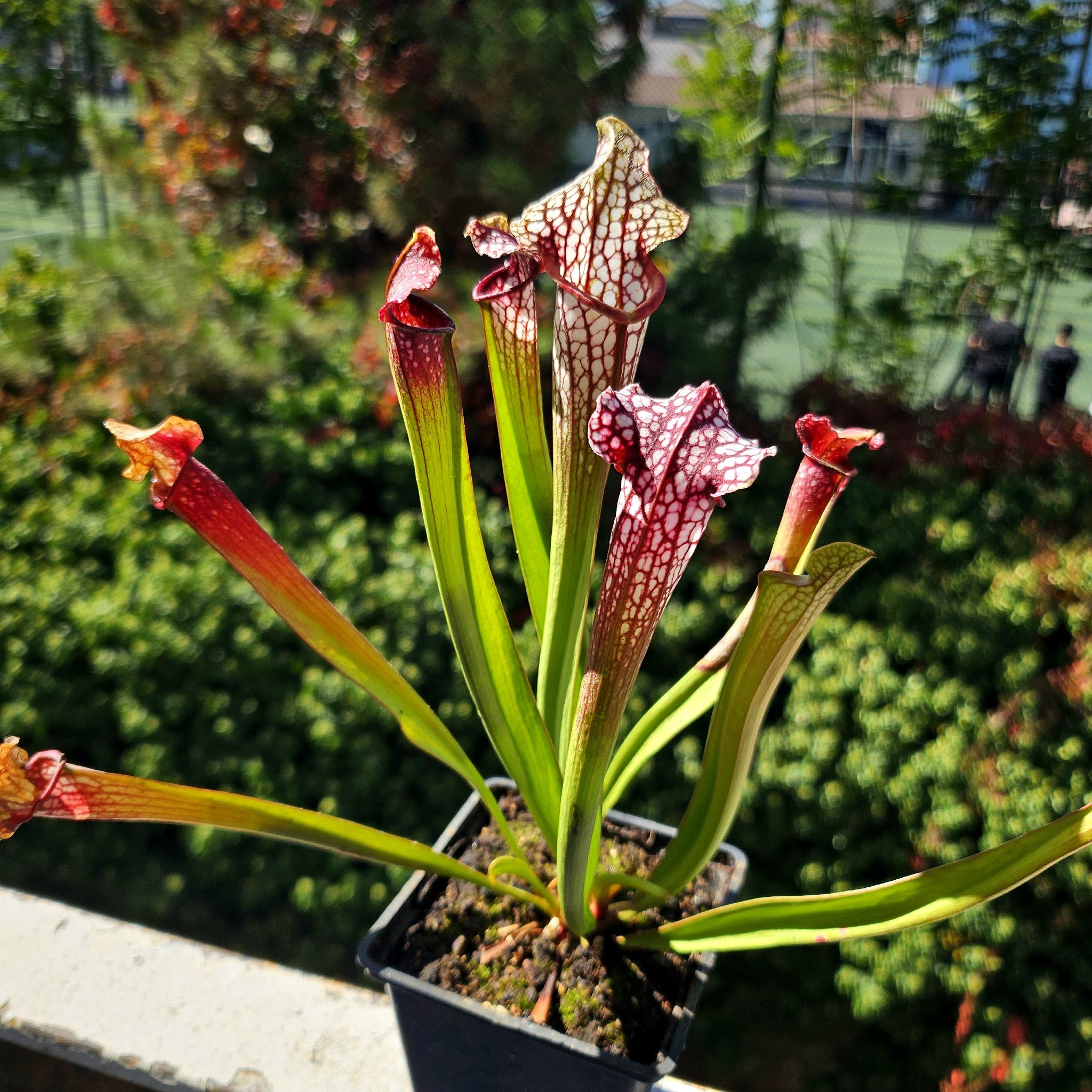 Photo of the plant species Velvet Pitcher Plant by @PropitiousMum named Aria on Greg, the plant care app