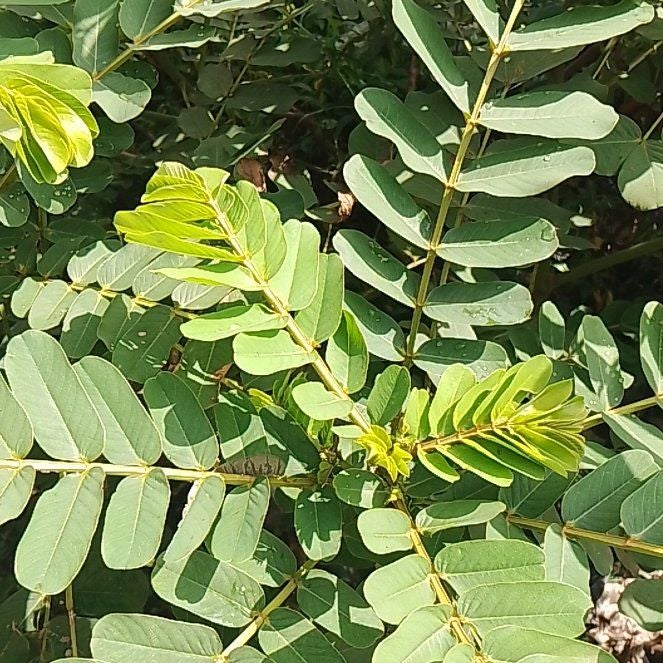 Photo of the plant species Candle Bush by @SplendidChisme named Spike Leaves on Greg, the plant care app