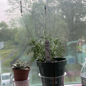 Photo of the plant species Fernleaf Lavendar by @QualityAnacua named Sillia on Greg, the plant care app