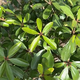 Photo of the plant species Tasmanian Pepperberry by @SuperBlackmaire named Cleopatra on Greg, the plant care app