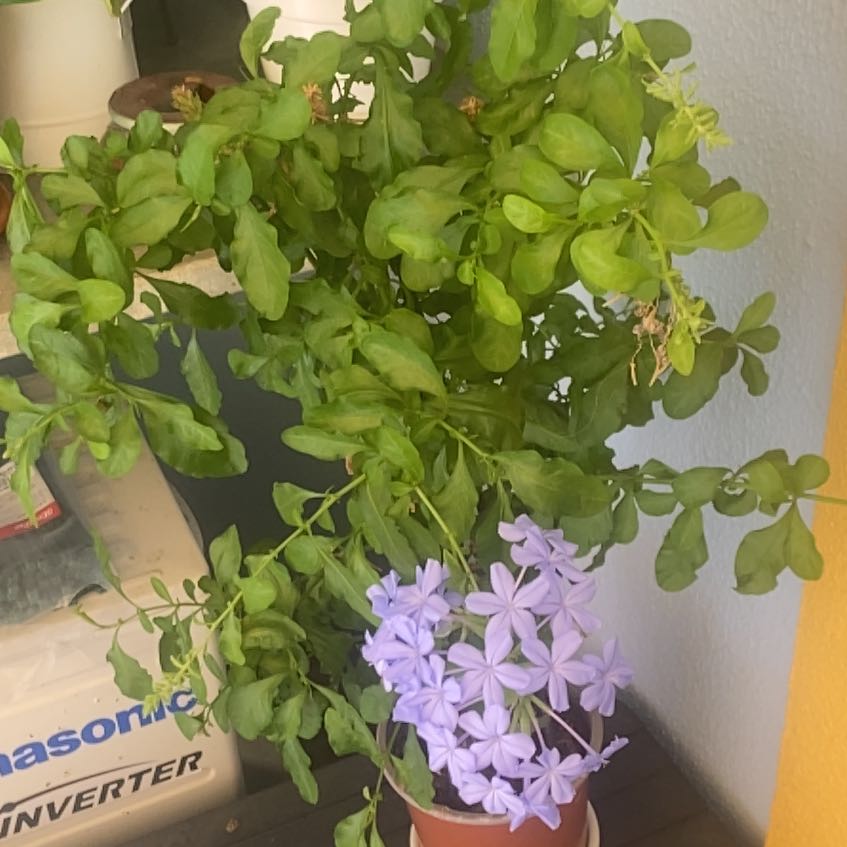 Photo of the plant species Blue Plumbago by @AwakeNinebark67 named Coco on Greg, the plant care app