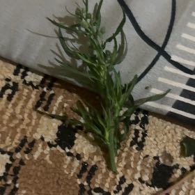 Photo of the plant species Argentine Fleabane by @ExactChilli21 named Rihanna on Greg, the plant care app