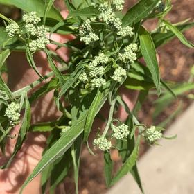 Photo of the plant species Willow Weed by @JesterTomato48 named Harper on Greg, the plant care app