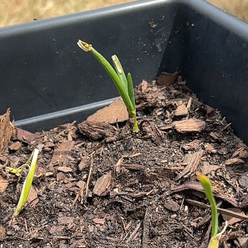 Photo of the plant species White Onion by @SlickPandan66 named Gaga on Greg, the plant care app
