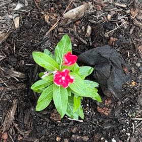 Photo of the plant species Herbaceous Periwinkle by @SlickPandan66 named Delilah on Greg, the plant care app