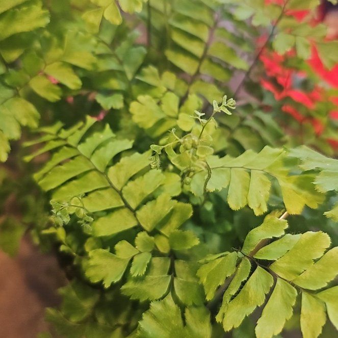 Photo of the plant species Bronze Venus Fern by @TimelyCreambush named Peter Parker on Greg, the plant care app