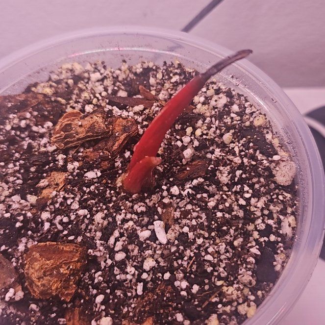 Photo of the plant species Pink Birkin Philodendron by @TimelyCreambush named Bodhi on Greg, the plant care app