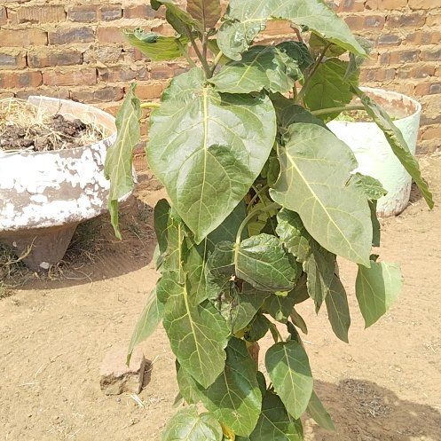 Photo of the plant species Tamarillo by @PluckyCoccoon48 named Figyonce on Greg, the plant care app