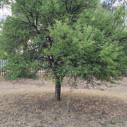 Photo of the plant species Texas Ebony by @PluckyCoccoon48 named Lola on Greg, the plant care app