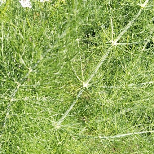 Photo of the plant species Common Fennel by @PluckyCoccoon48 named Kesha on Greg, the plant care app