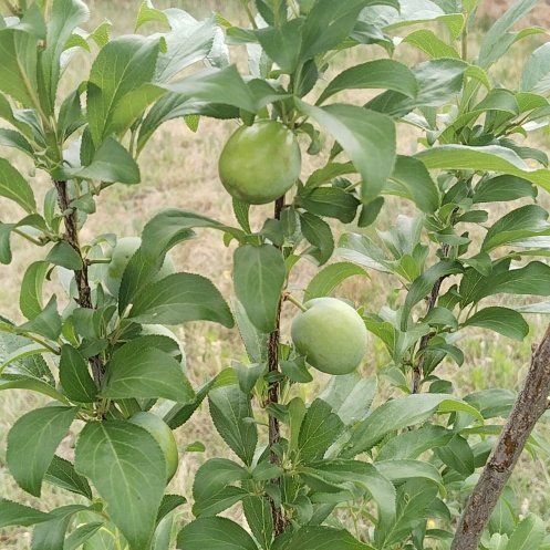 Photo of the plant species Common Plum by @PluckyCoccoon48 named Nemo on Greg, the plant care app