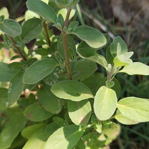 Photo of the plant species Lagunaria by @PluckyCoccoon48 named Willow on Greg, the plant care app