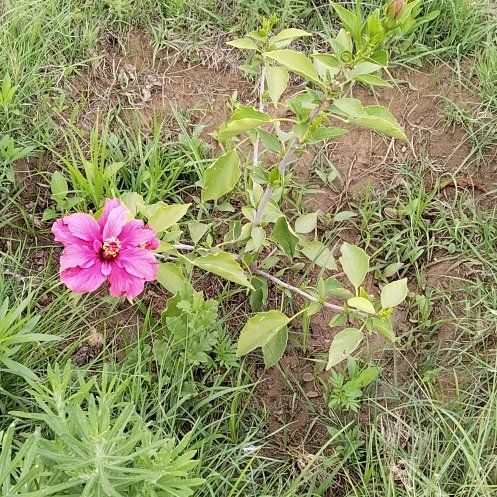 Photo of the plant species Crimsoneyed Rosemallow by @PluckyCoccoon48 named Queen on Greg, the plant care app