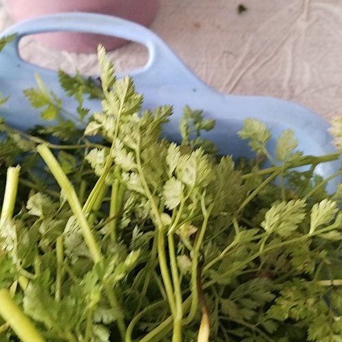 Photo of the plant species Chervil by @PluckyCoccoon48 named Bieber on Greg, the plant care app