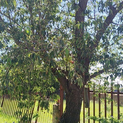 Photo of the plant species Kurrajong by @PluckyCoccoon48 named Sanders on Greg, the plant care app