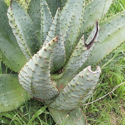 Photo of the plant species Mountain Aloe by @PluckyCoccoon48 named Gregarious on Greg, the plant care app