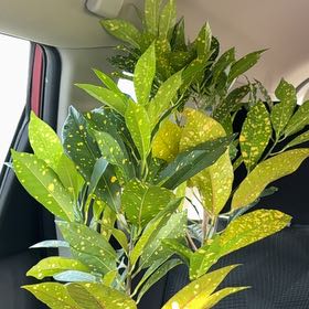 Plant care for Aucuba 'Picturata' on Greg, the plant care app