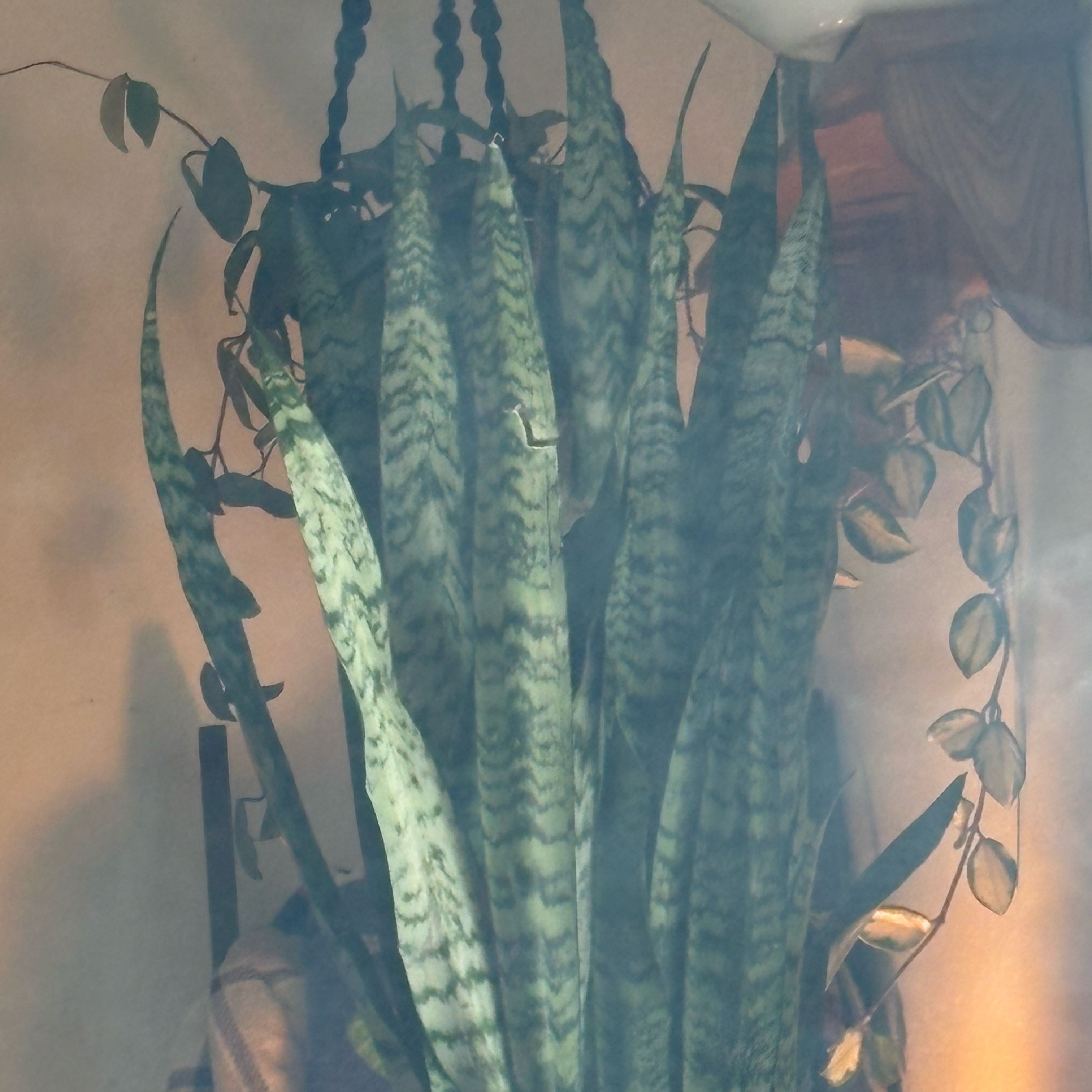 Photo of the plant species Jaboa Sansevieria by @GreenQueen777 named Rosa on Greg, the plant care app