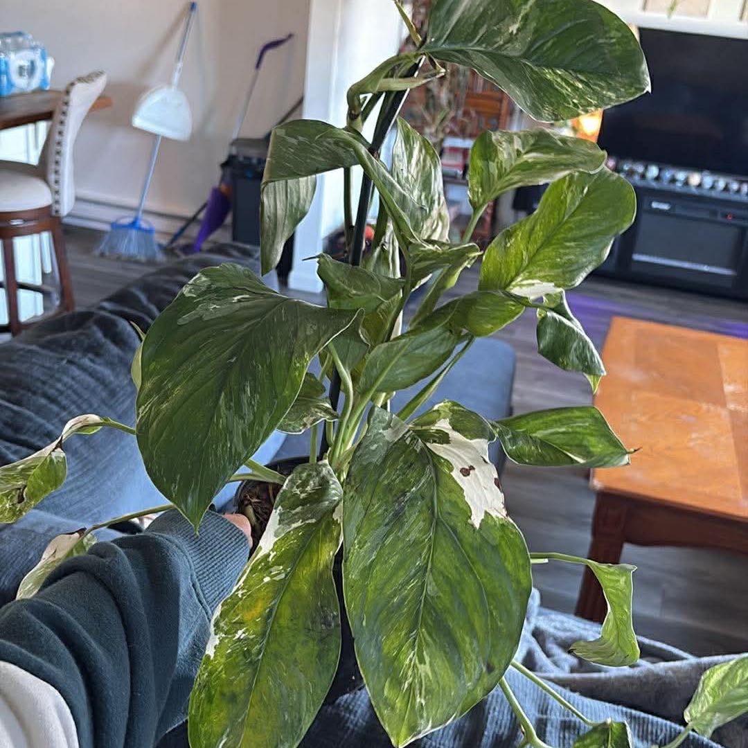 Photo of the plant species Monstera lechleriana by @GreenQueen777 named Dolores on Greg, the plant care app