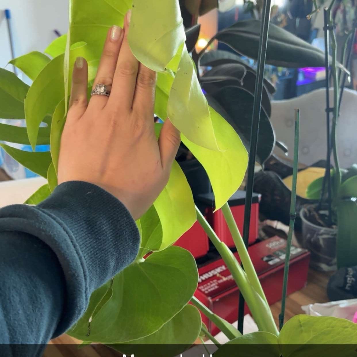 Photo of the plant species Lemon Lime Monstera by @GreenQueen777 named Beyonce on Greg, the plant care app