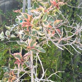 Photo of the plant species Jungle Geranium by @BrainyBluerose named Khaleesi on Greg, the plant care app