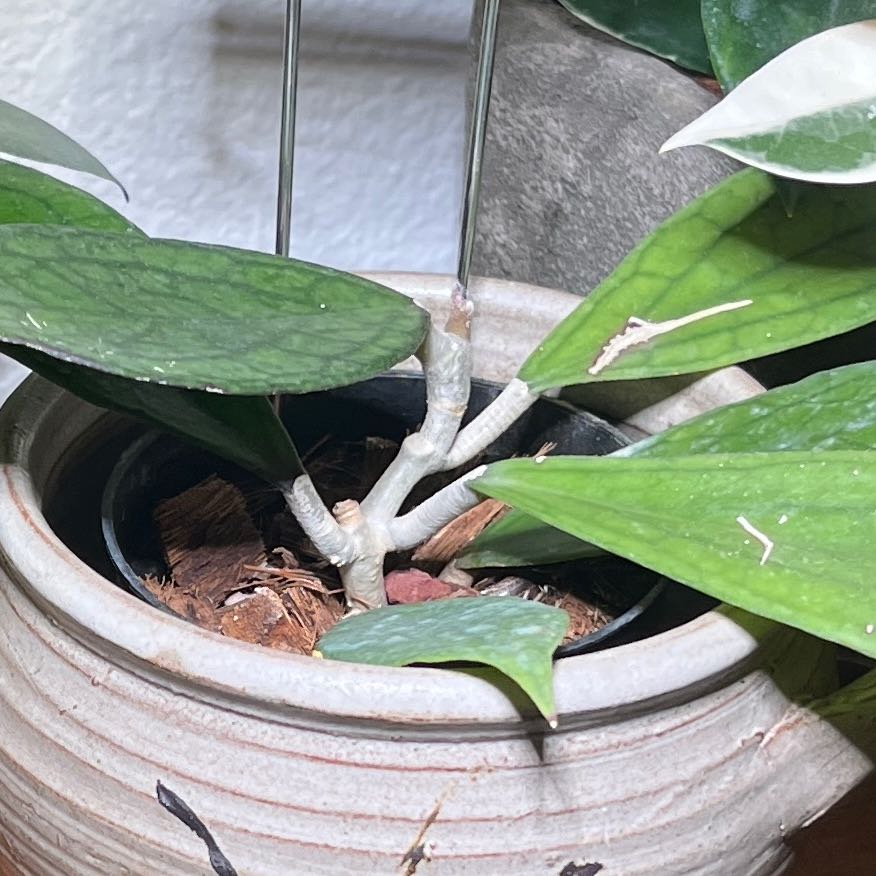 Photo of the plant species Hoya 'Jennifer' by @CourtlyPuka92 named Jenny on Greg, the plant care app