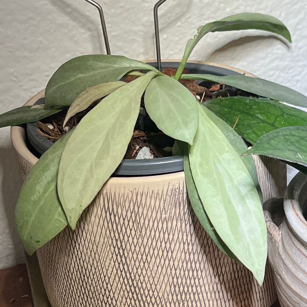 Photo of the plant species Hoya 'New Guinea Ghost' by @CourtlyPuka92 named The Box Ghost on Greg, the plant care app