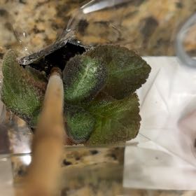 Photo of the plant species California Flannelbush by @CredibleAnacua named Kylie on Greg, the plant care app