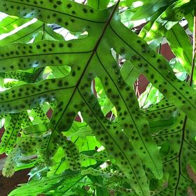 Photo of the plant species Monarch Fern by @HelperRedbeech named Willow on Greg, the plant care app