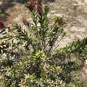Photo of the plant species Crimson Bottlebrush by @NewMakole64 named Anne on Greg, the plant care app