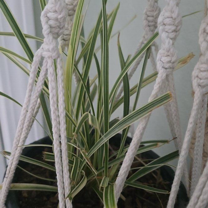 Photo of the plant species Aztec grass by @WondrousPlanty named Fernie Saunders on Greg, the plant care app