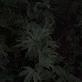 Photo of the plant species Giant Ragweed by @SuperbJubaea58 named Messi on Greg, the plant care app