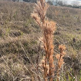Photo of the plant species Sea Oats by @SuperbJubaea58 named Queen on Greg, the plant care app