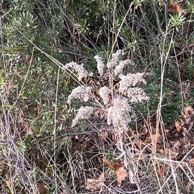 Photo of the plant species Lemon Bergamot by @SuperbJubaea58 named Aristotle on Greg, the plant care app