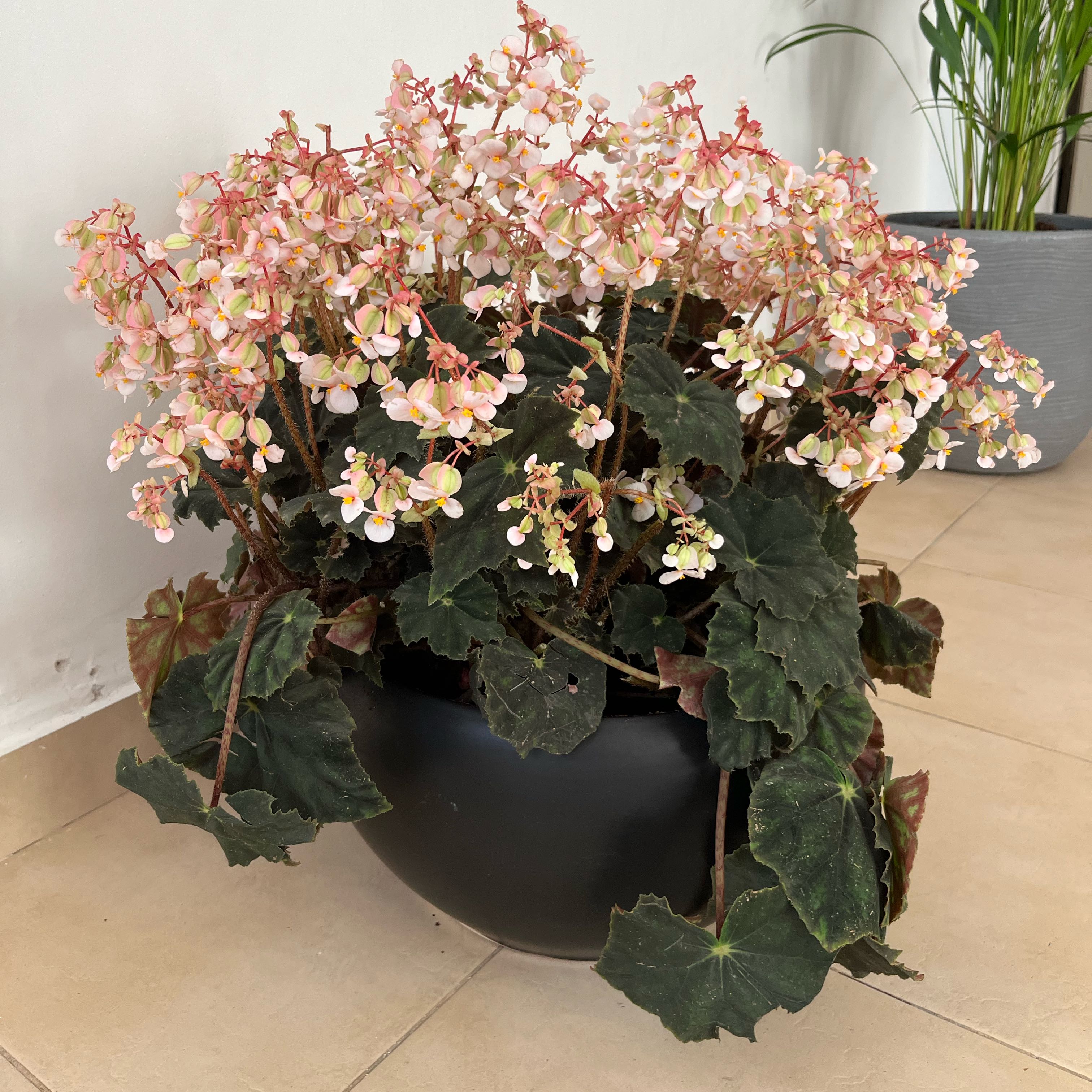 Photo of the plant species Begonia obliqua by @ExaltedLovage64 named Sol on Greg, the plant care app
