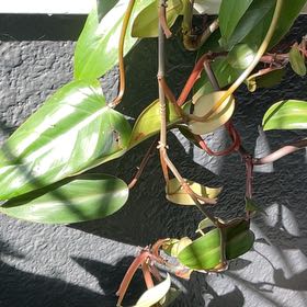 Photo of the plant species Ruby Philodendron by @RadChives80 named Ruby Rod on Greg, the plant care app