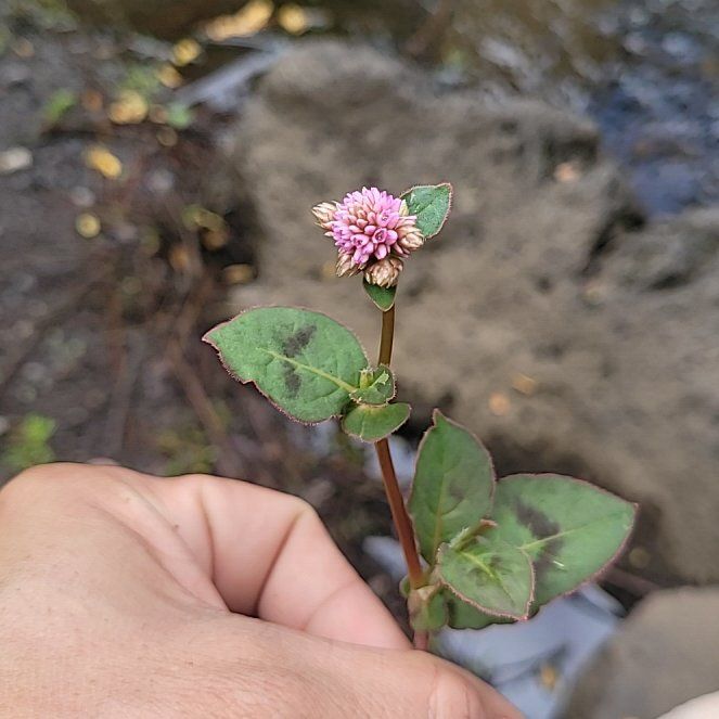 Photo of the plant species Pinkhead Smartweed by @SwiftChamise7 named Remington on Greg, the plant care app