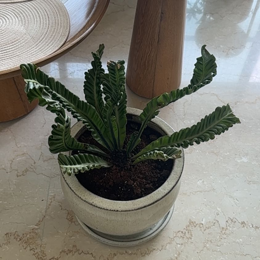 Photo of the plant species Cobra Fern by @ProMizuna92 named Shakira on Greg, the plant care app
