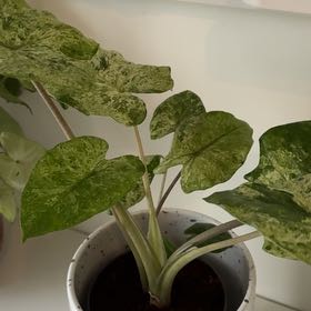 Photo of the plant species Alocasia Camo by @Smoffi named Achilles on Greg, the plant care app