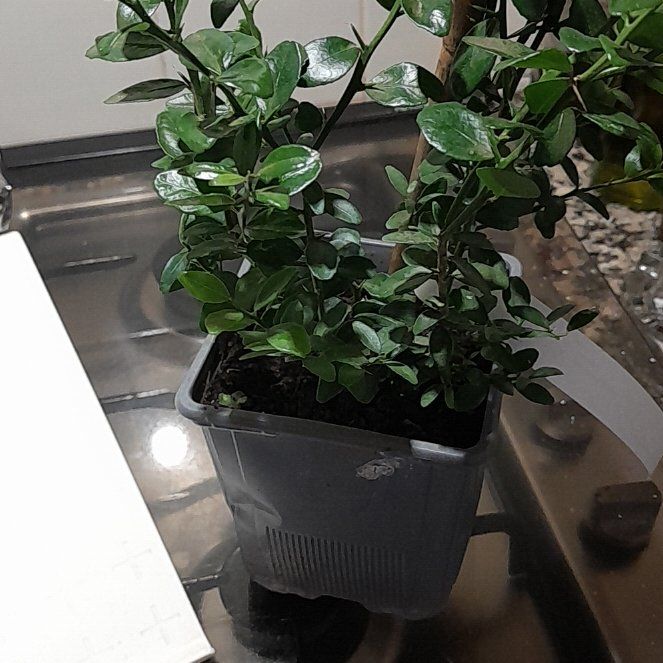 Photo of the plant species Caviar Lime by @TrySeaoxeye49 named Sherlock on Greg, the plant care app