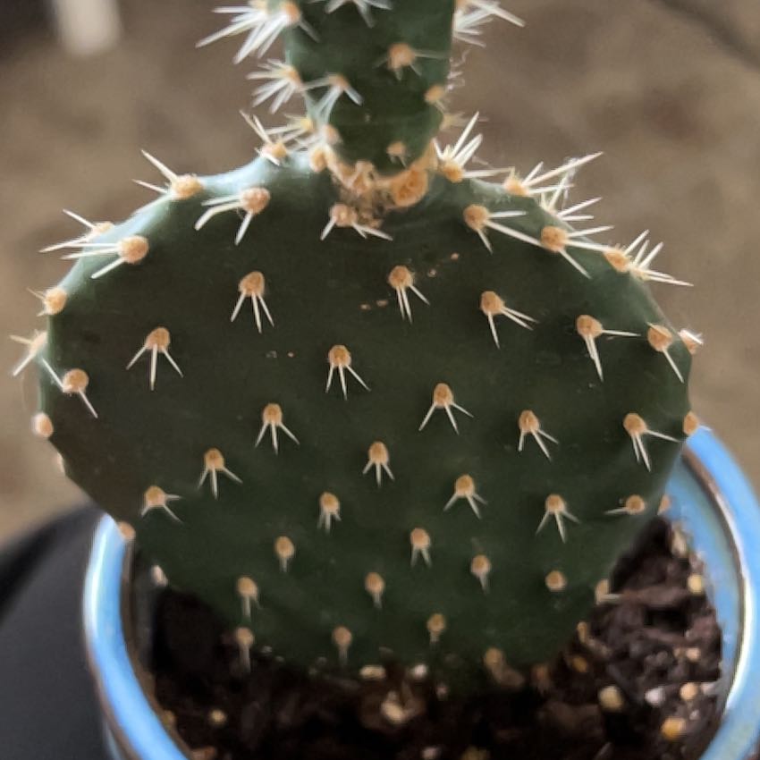 Photo of the plant species Dollar-Joint Prickly Pear by @UniqueGalega28 named Marley on Greg, the plant care app