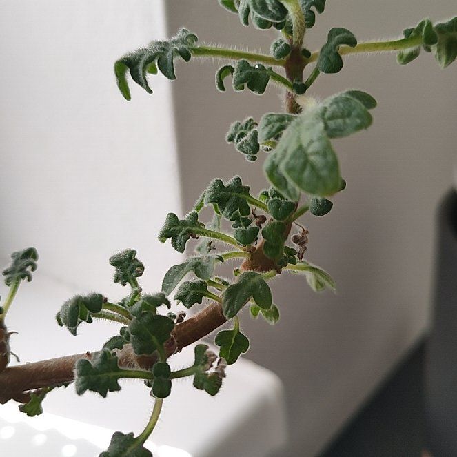 Photo of the plant species Migrenovnik by @BozenaKorenarka named Migrénovník on Greg, the plant care app