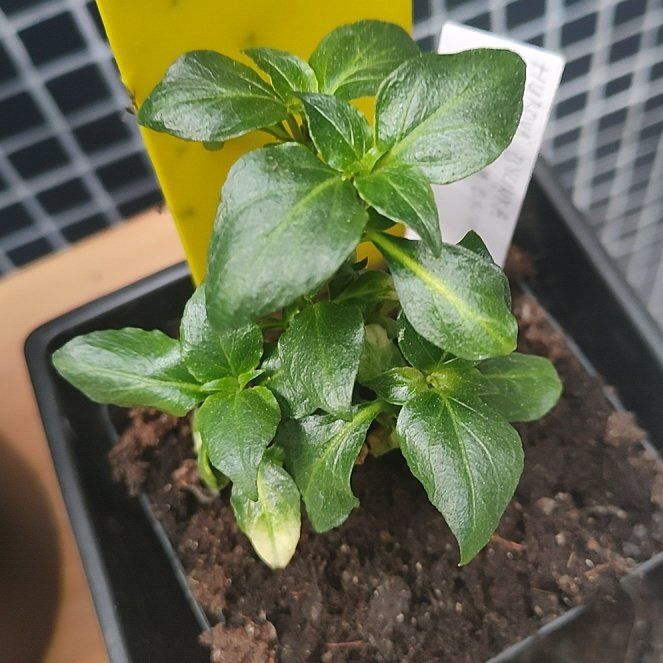 Photo of the plant species Mushroom Herb by @BozenaKorenarka named Shroom on Greg, the plant care app
