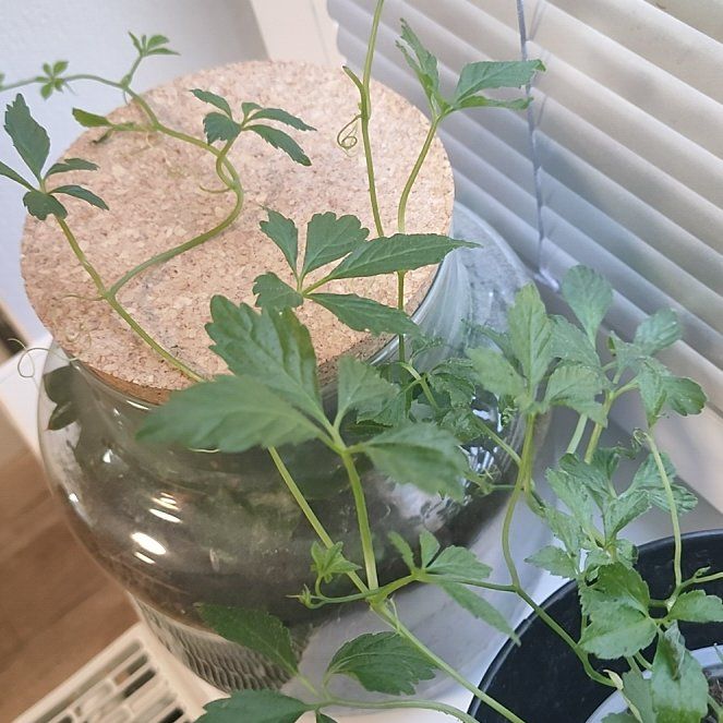 Photo of the plant species Jiaogulan by @BozenaKorenarka named G.I. gulan on Greg, the plant care app