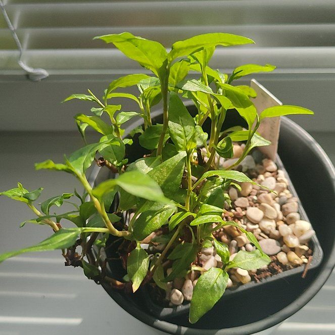 Photo of the plant species vietnamese coriander by @BozenaKorenarka named Kobe on Greg, the plant care app