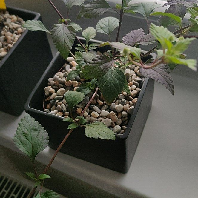 Photo of the plant species Colada by @BozenaKorenarka named Doelchi on Greg, the plant care app