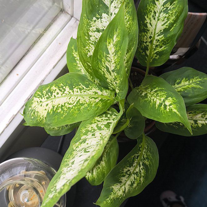 Photo of the plant species Dieffenbachia 'Tropic Snow' by @BigStarsedge63 named Curie on Greg, the plant care app