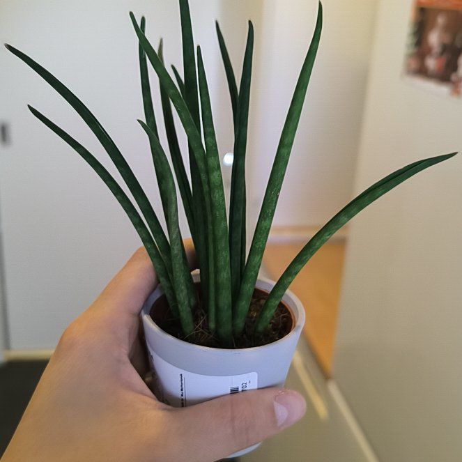 Photo of the plant species Sansevieria bacularis by @BigStarsedge63 named Meduzinha on Greg, the plant care app